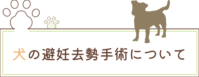 犬の避妊去勢手術について