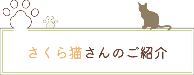 さくら猫さんのご紹介