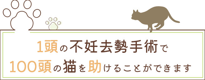 1頭の不妊去勢手術で100頭の猫を助けることができます