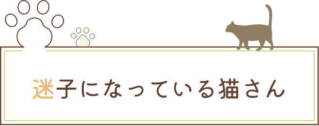 迷子になっている猫たち